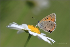 <p>OHNIVÁČEK MODROLEMÝ (Lycaena hippothoe) Šluknovsko - Kunratice u Šluknova ---- /Purple-edged copper - Lilagold-Feuerfalter/</p>